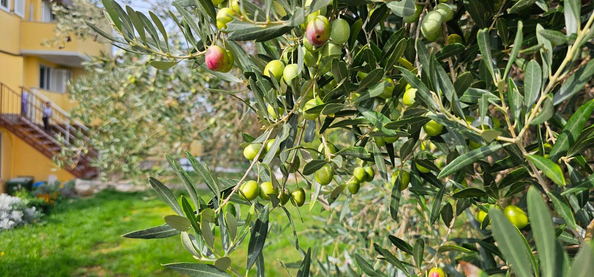 דירות אומאג Kadenca מראה חיצוני תמונה